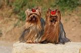 YORKSHIRE TERRIER 554